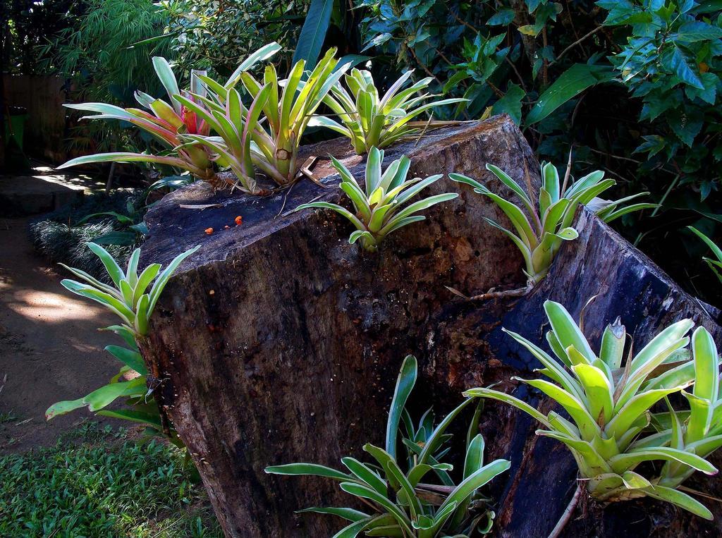 Pousada Cauca Ilha Grande  Exteriör bild